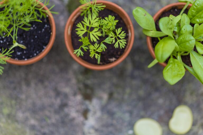 Plantas Medicinais em Jardins de Inverno: Saúde e Bem-Estar