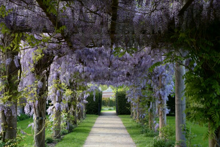 Caminho em Jardins de Inverno: Direcionamento e Descoberta