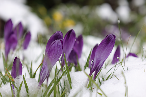 Flores de Inverno: Colorido e Vida em Jardins de Inverno