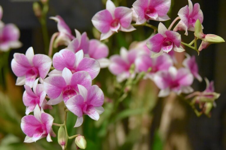 A Exuberância das Orquídeas em Jardins de Inverno